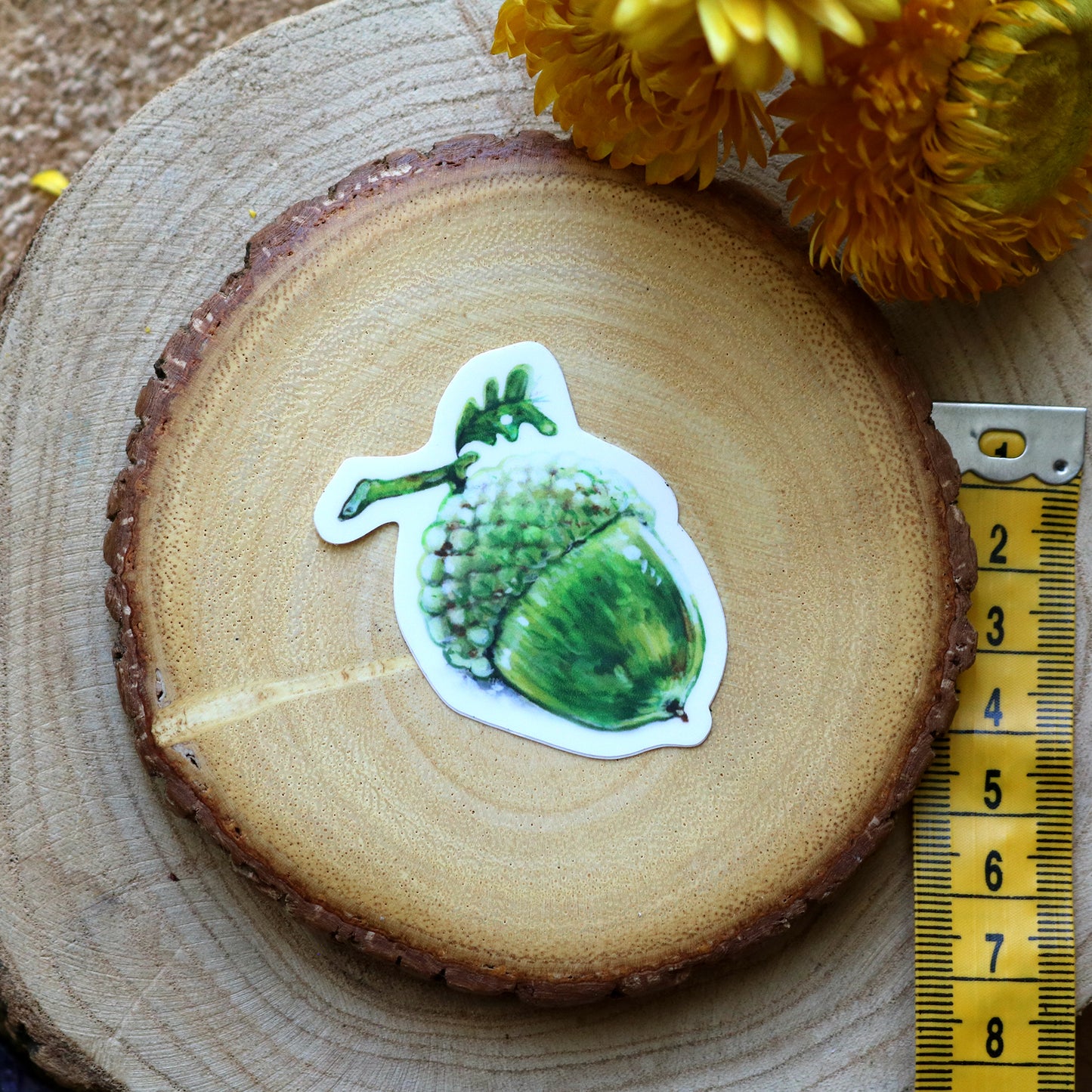 "Acorn" Vinyl sticker